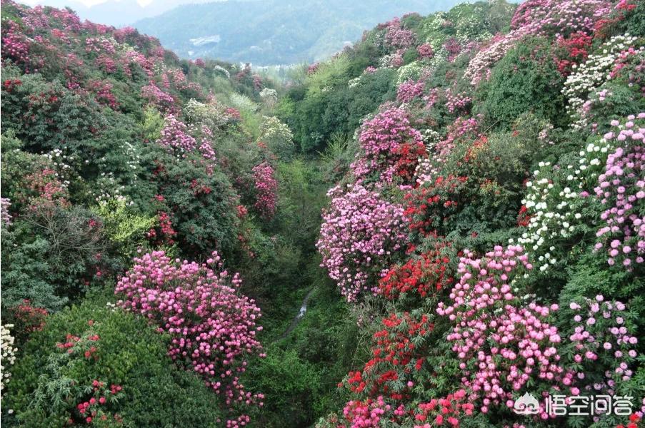 建阳哪里可以看欧洲杯直播:建阳哪里可以看欧洲杯直播的