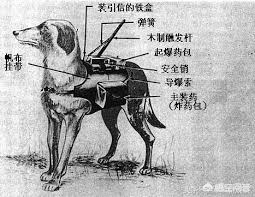 电台欧洲杯直播:电台欧洲杯直播在哪看