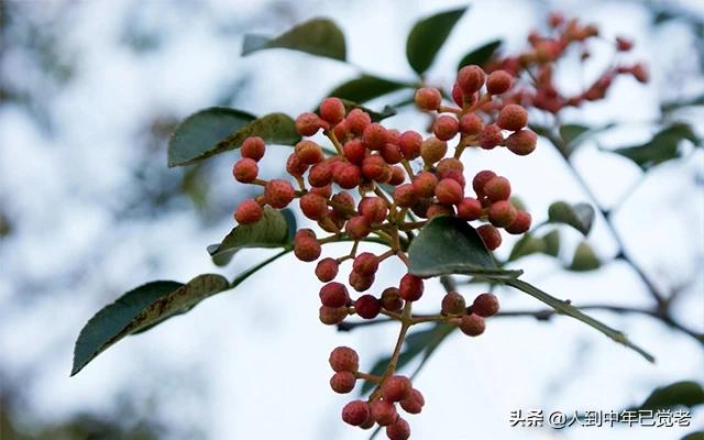 花椒看欧洲杯直播:花椒看欧洲杯直播是真的吗