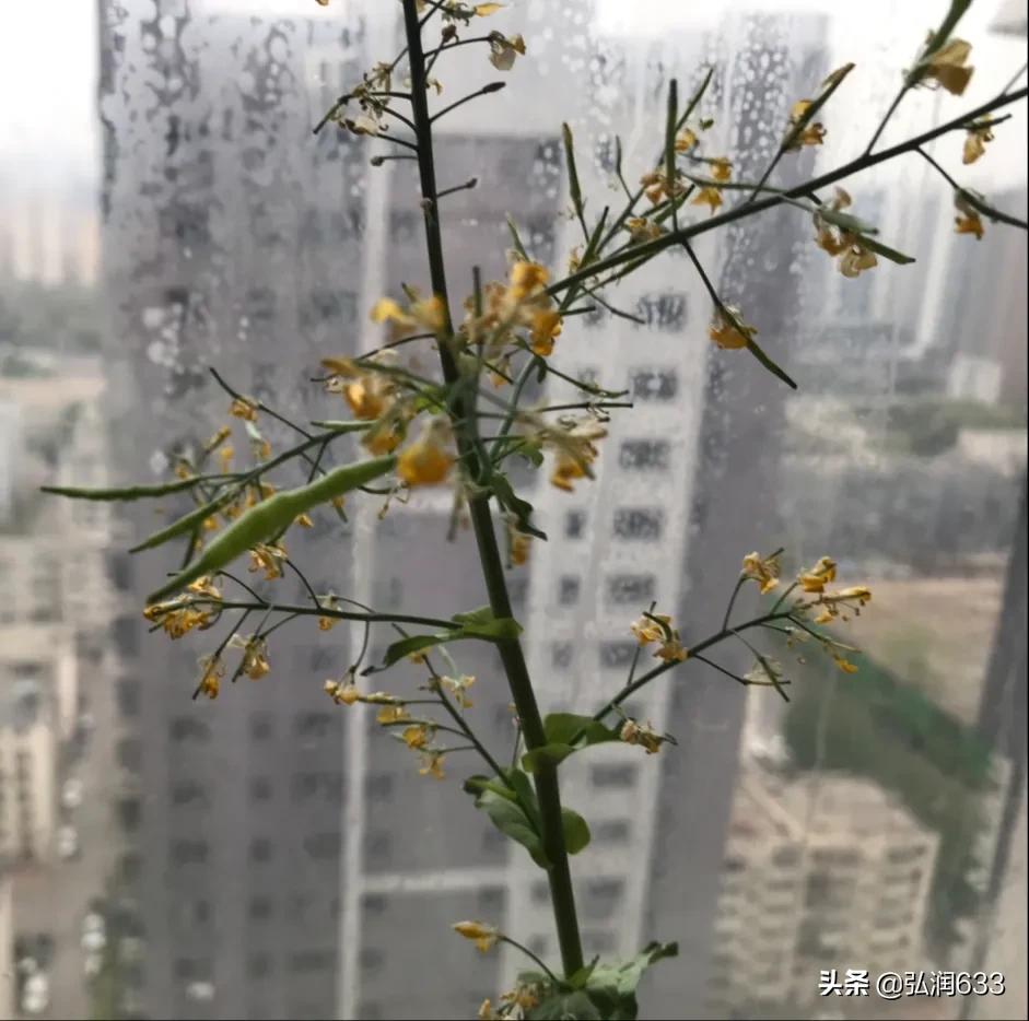 眉山哪里看欧洲杯直播的:眉山哪里看欧洲杯直播的好