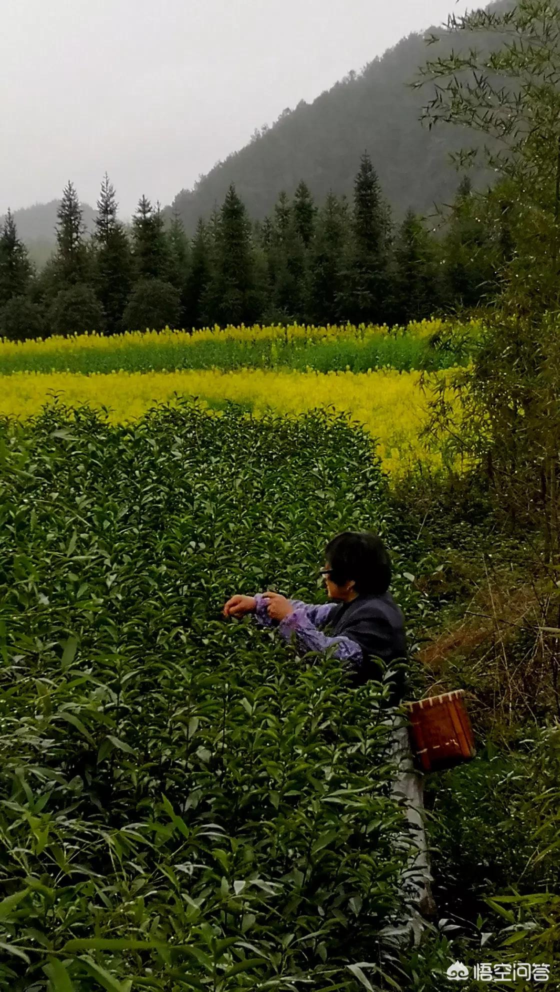 贵州欧洲杯哪里看直播的:贵州欧洲杯哪里看直播的啊