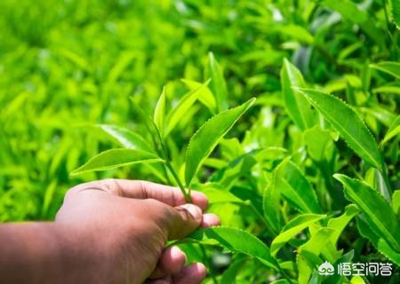 欧洲杯直播大茶饭是真的吗:欧洲杯直播大茶饭是真的吗还是假的