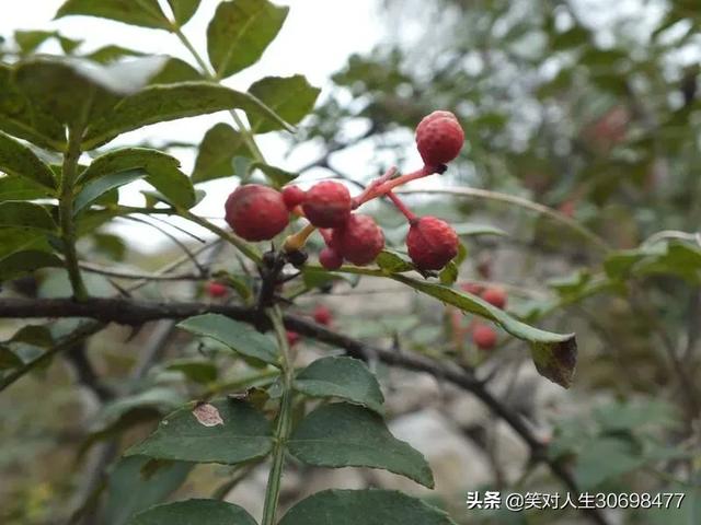 花椒直播可以看欧洲杯吗:花椒直播可以看欧洲杯吗