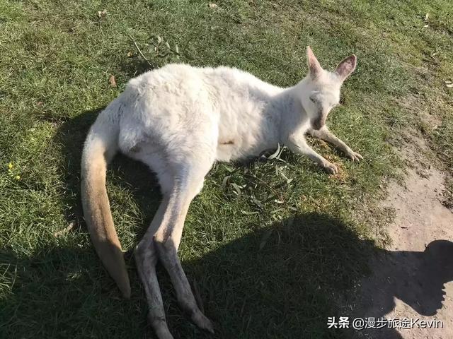 欧洲杯直播套餐:欧洲杯直播套餐是什么