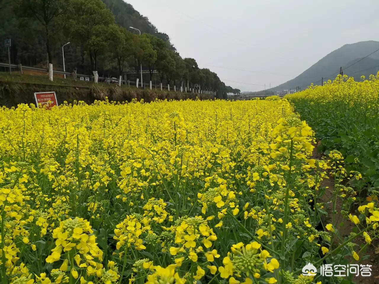 欧洲杯直播网红地:欧洲杯直播网红地点在哪