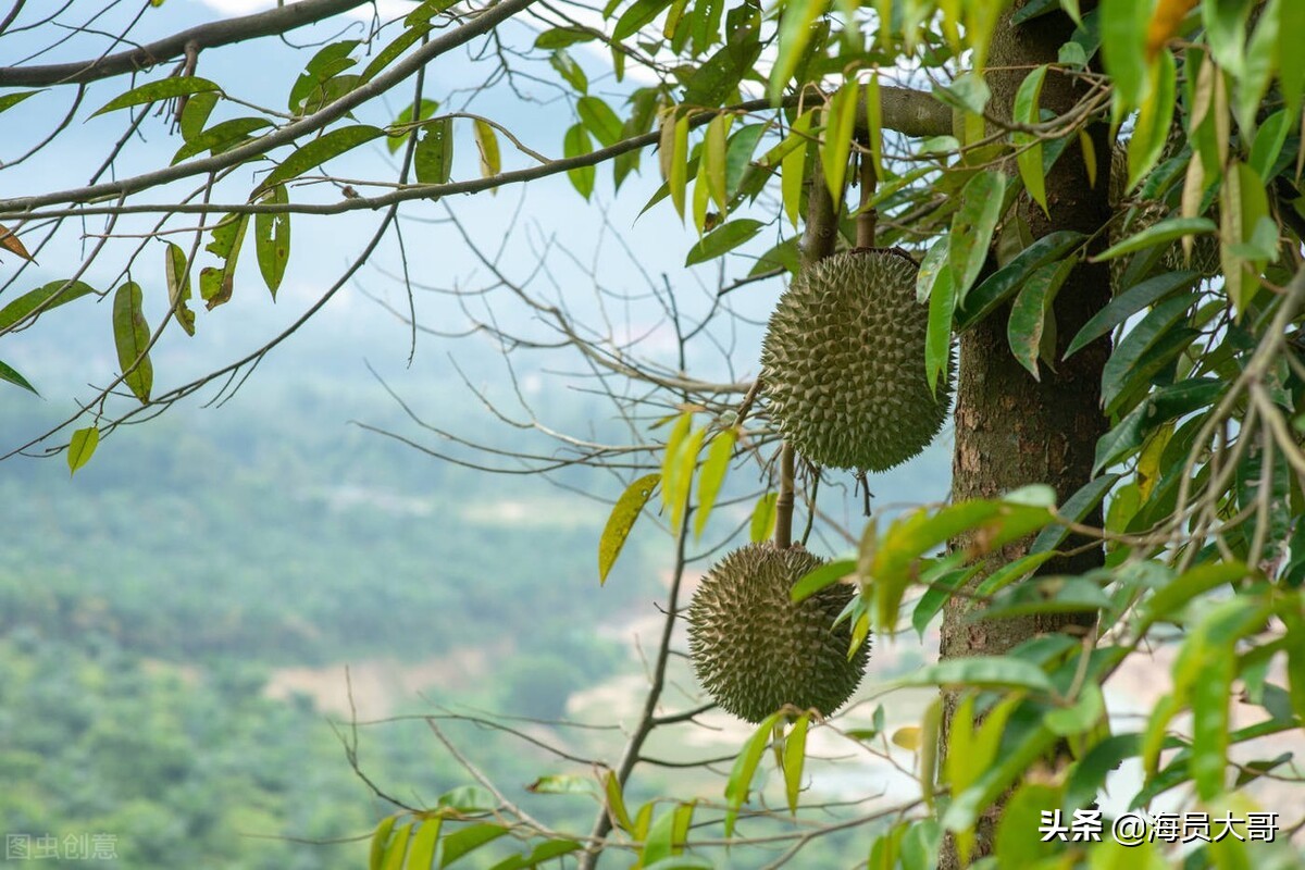 芒果tv有欧洲杯直播吗现在:芒果tv有欧洲杯直播吗现在还能看吗